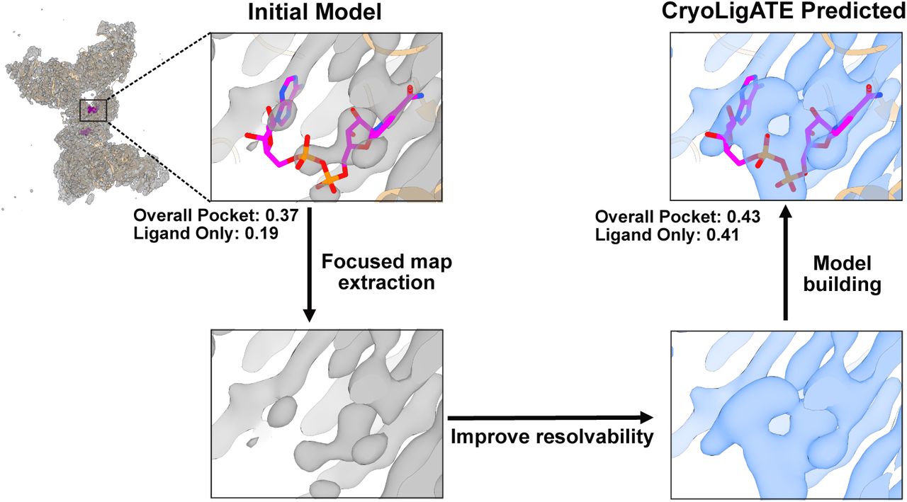CryoLigATE deep-learning framework for enhancing cryo-EM maps of protein-ligand complexes