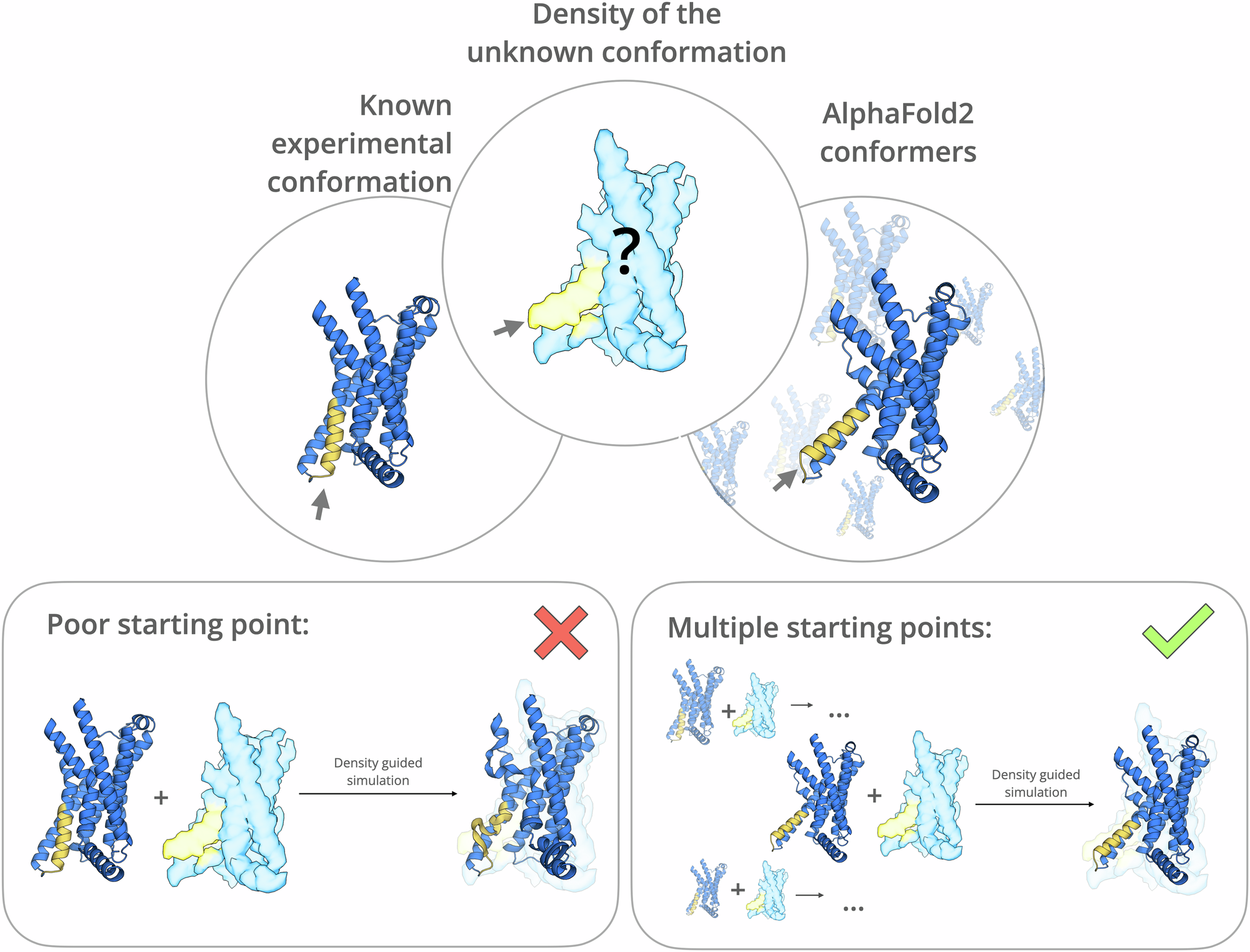 Modeling cryo-EM structures in alternative states with AlphaFold2-based models and density-guided simulations