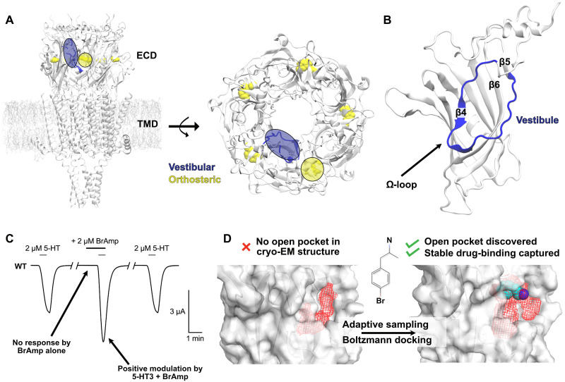Cryptic pocket opening and binding of a stimulant derivative in a vestibular site of the 5-HT3A receptor